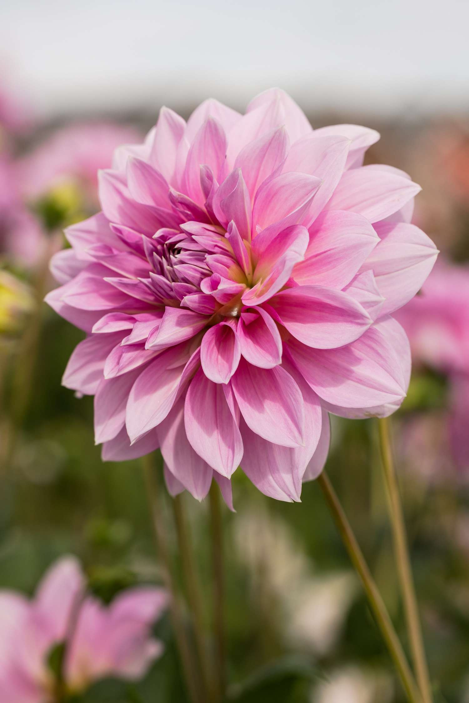 Dahlie 'Lavender Perfection'